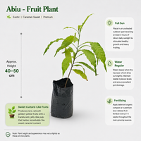 The Plantor