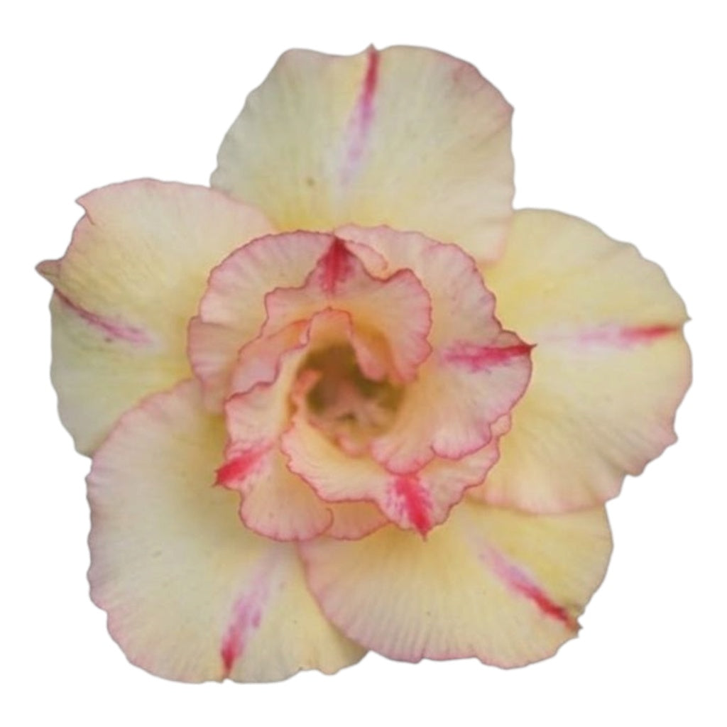 Adenium Multi-Petal Grafted Vibrant Pink / Red BR14 Desert Rose - Ready To Flower (Vibrant Pink / Red) fresh flower bloom closeup - authentic nursery specimen photo by The Plantor