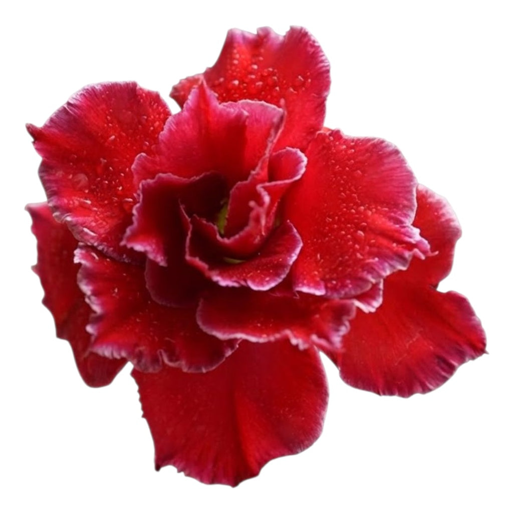 Adenium Multi-Petal Grafted Double Dark Red BR27 Desert Rose - Ready To Flower (Double Dark Red) fresh flower bloom closeup - authentic nursery specimen photo by The Plantor