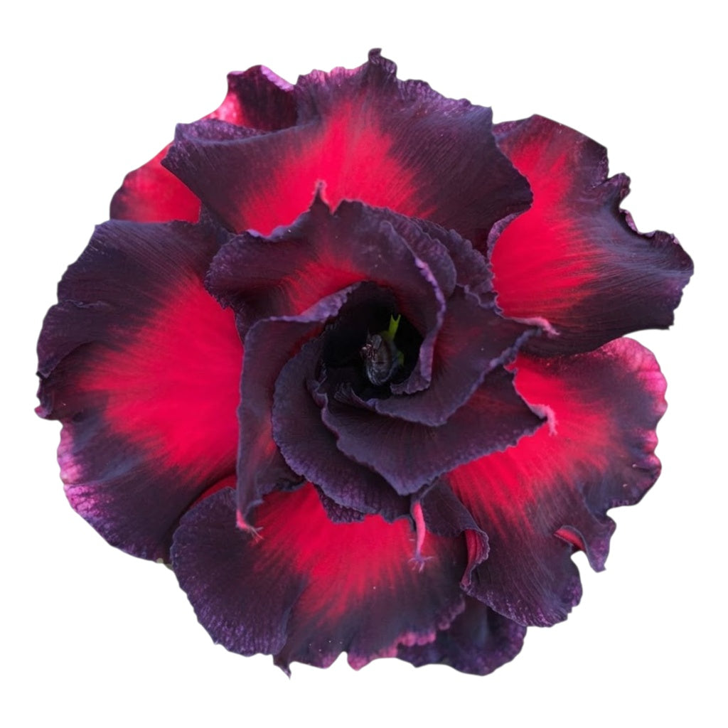 Adenium Multi-Petal Grafted Vibrant Pink / Red BR29 Desert Rose - Ready To Flower (Vibrant Pink / Red) fresh flower bloom closeup - authentic nursery specimen photo by The Plantor