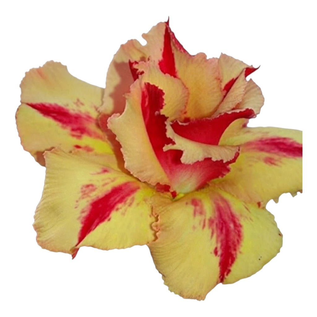 Adenium Multi-Petal Grafted Golden Yellow BR36 Desert Rose - Ready To Flower (Golden Yellow) fresh flower bloom closeup - authentic nursery specimen photo by The Plantor
