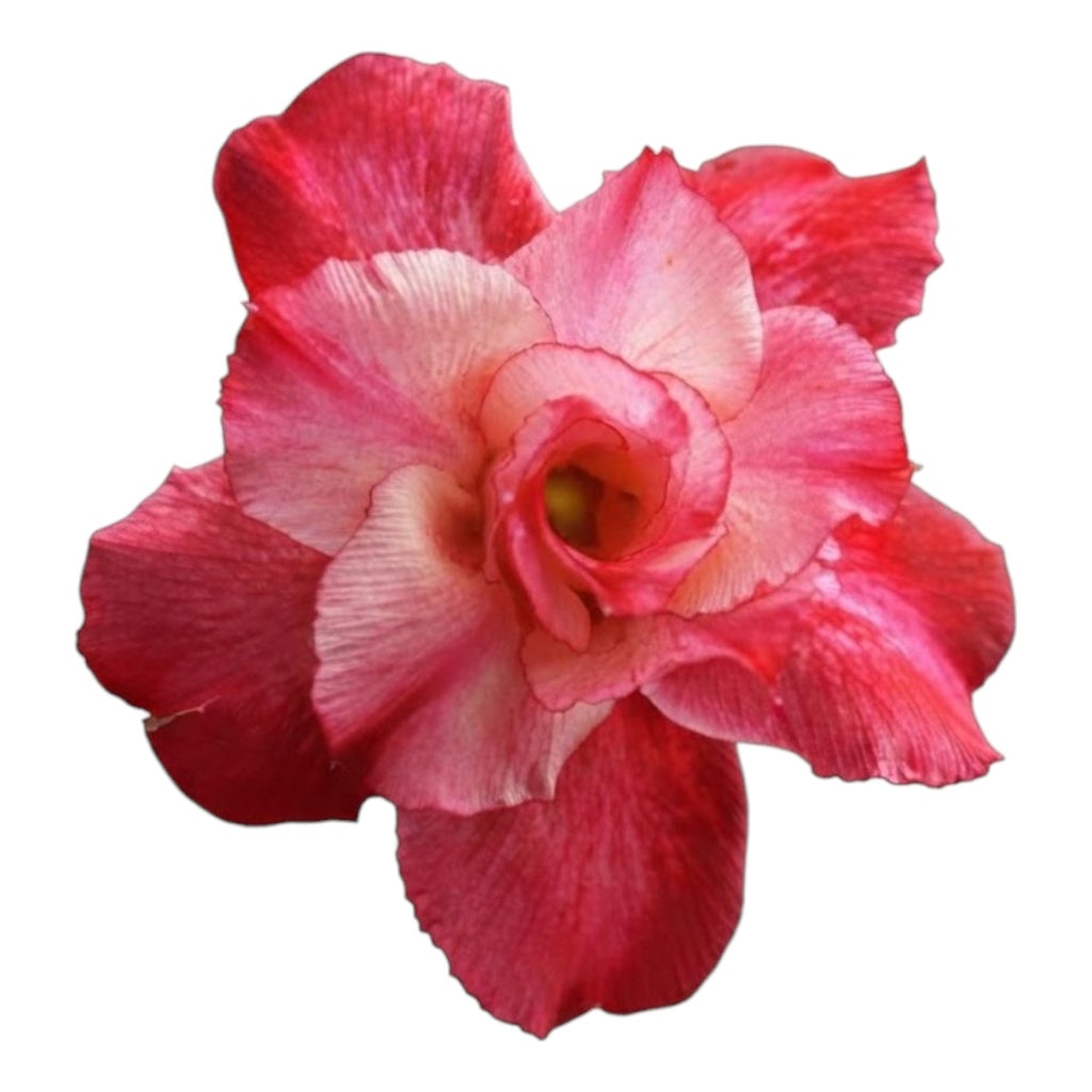 Adenium Multi-Petal Grafted Vibrant Pink / Red BR42 Desert Rose - Ready To Flower (Vibrant Pink / Red) fresh flower bloom closeup - authentic nursery specimen photo by The Plantor