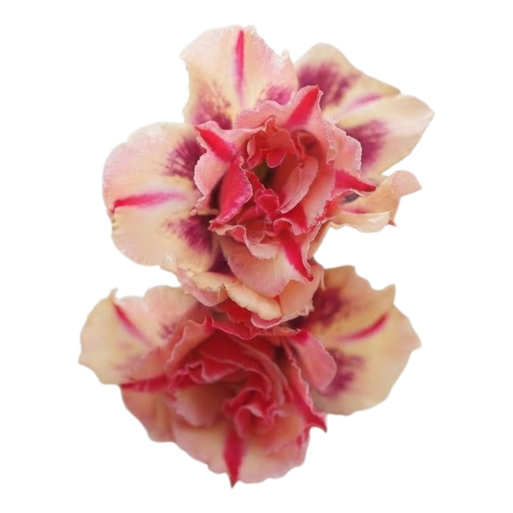Adenium Multi-Petal Grafted Vibrant Pink / Red BR43 Desert Rose - Ready To Flower (Vibrant Pink / Red) fresh flower bloom closeup - authentic nursery specimen photo by The Plantor
