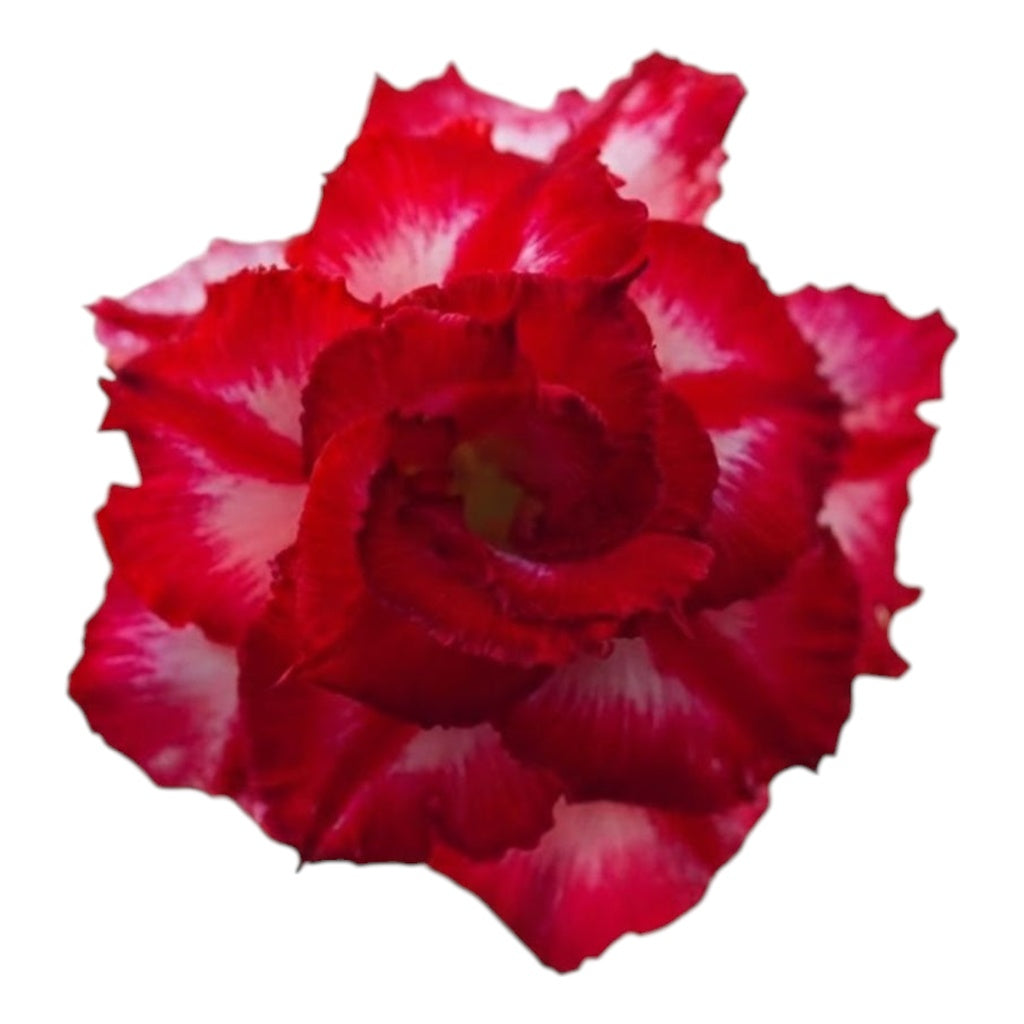 Adenium Multi-Petal Grafted Double Dark Red BR54 Desert Rose - Ready To Flower (Double Dark Red) fresh flower bloom closeup - authentic nursery specimen photo by The Plantor