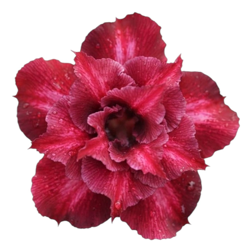 Adenium Multi-Petal Grafted Double Dark Red BR55 Desert Rose - Ready To Flower (Double Dark Red) fresh flower bloom closeup - authentic nursery specimen photo by The Plantor