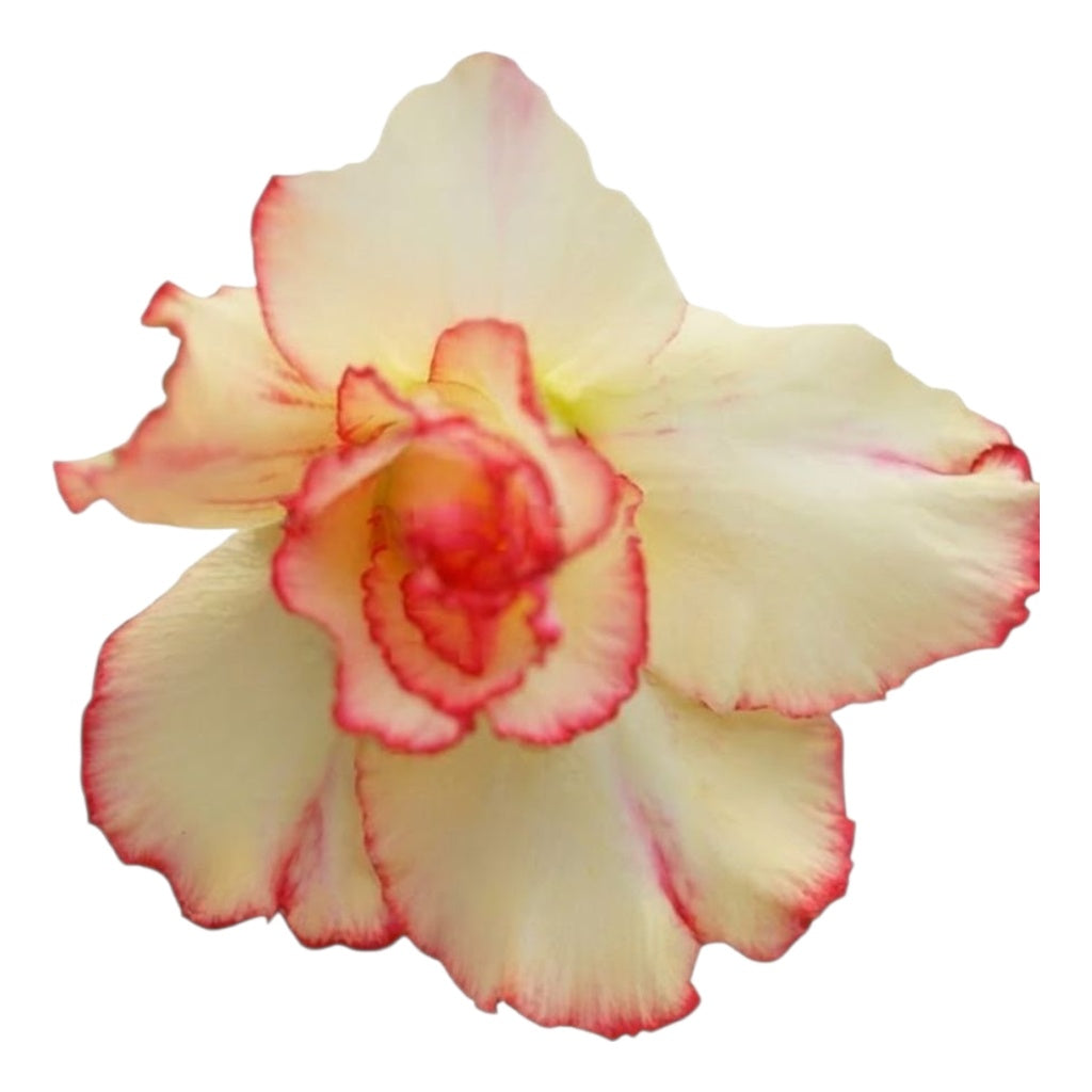 Adenium Multi-Petal Grafted Golden Yellow BR63 Desert Rose - Ready To Flower (Golden Yellow) fresh flower bloom closeup - authentic nursery specimen photo by The Plantor