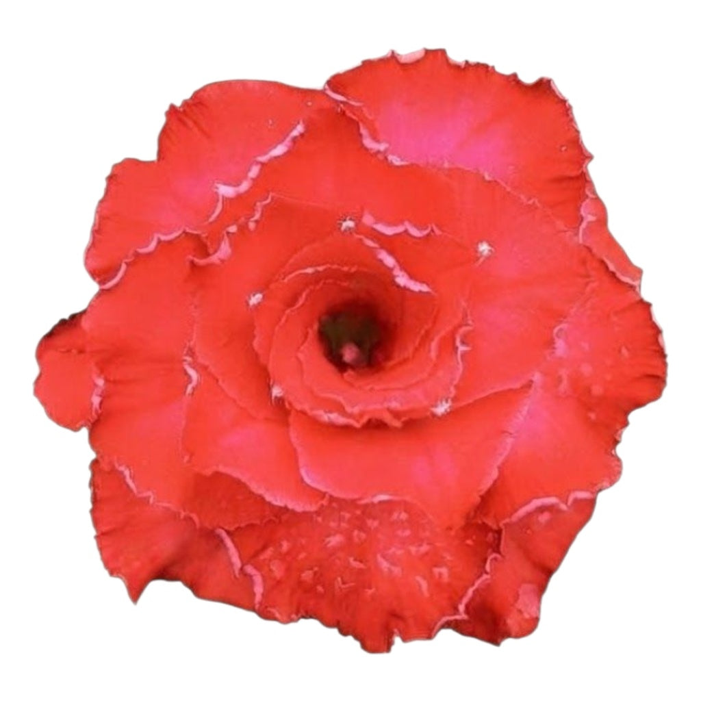 Adenium Multi-Petal Grafted Vibrant Pink / Red BR80 Desert Rose - Ready To Flower (Vibrant Pink / Red) fresh flower bloom closeup - authentic nursery specimen photo by The Plantor