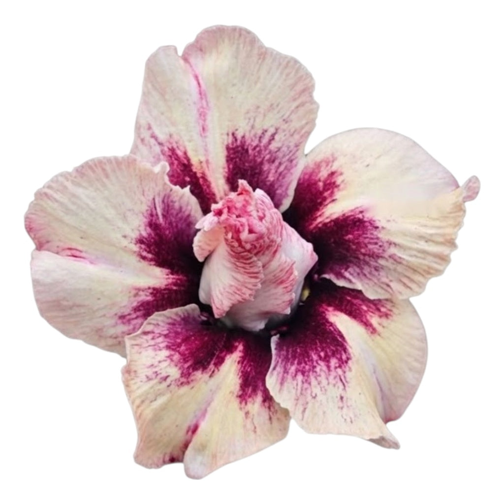 Adenium Multi-Petal Grafted Pink & White Stripe BR93 Desert Rose - Ready To Flower (Pink & White Stripe) fresh flower bloom closeup - authentic nursery specimen photo by The Plantor