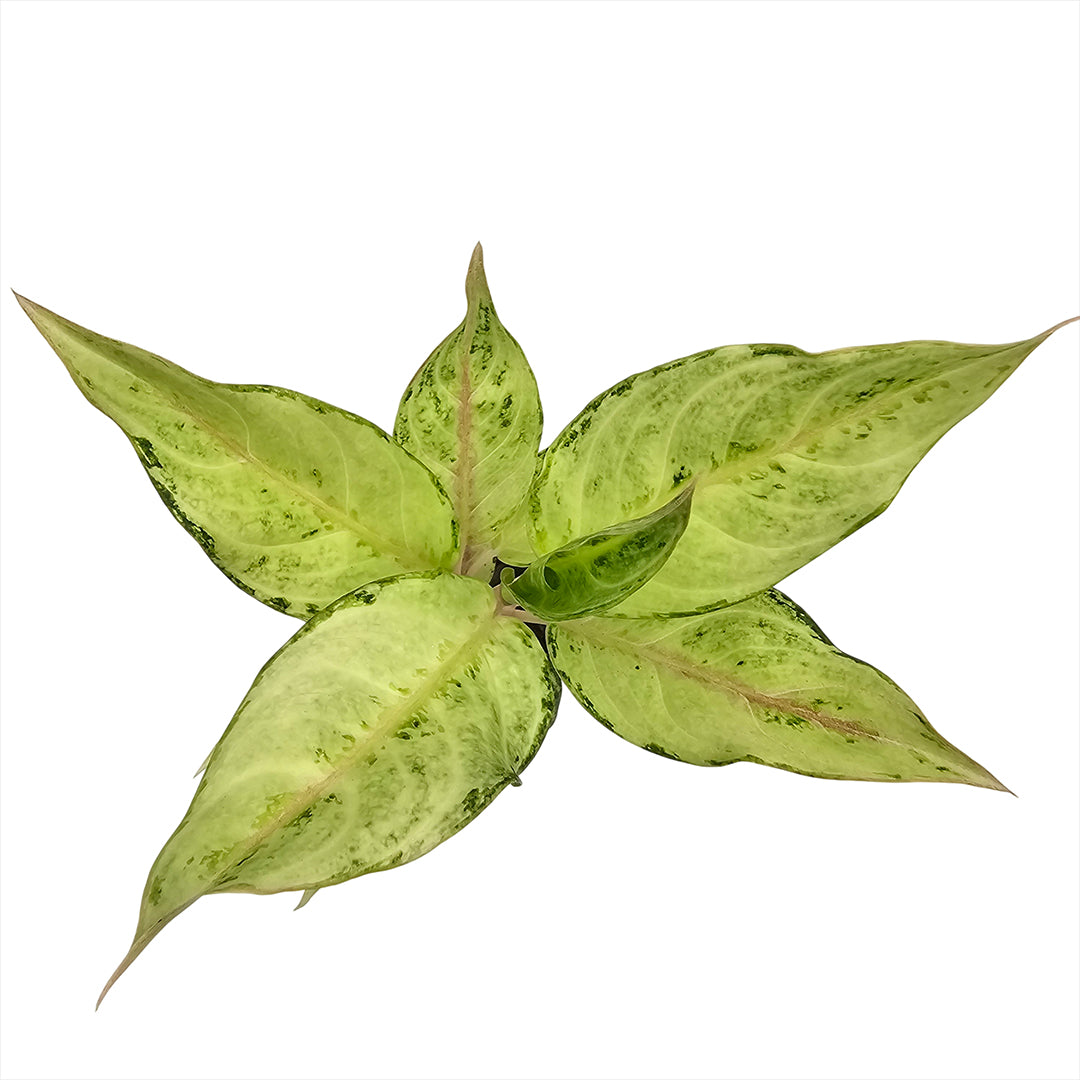 The Plantor