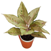 The Plantor