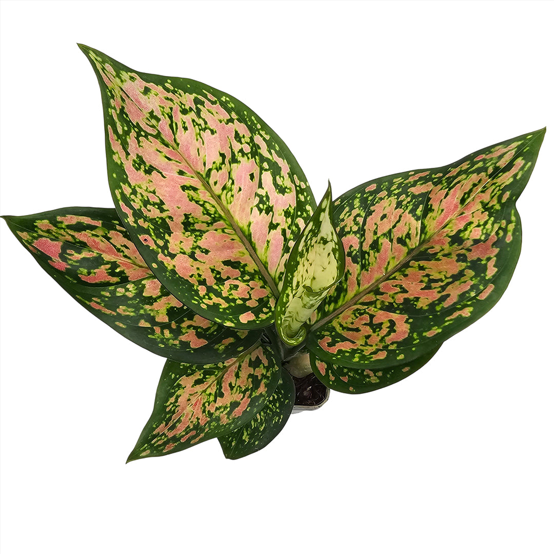 The Plantor