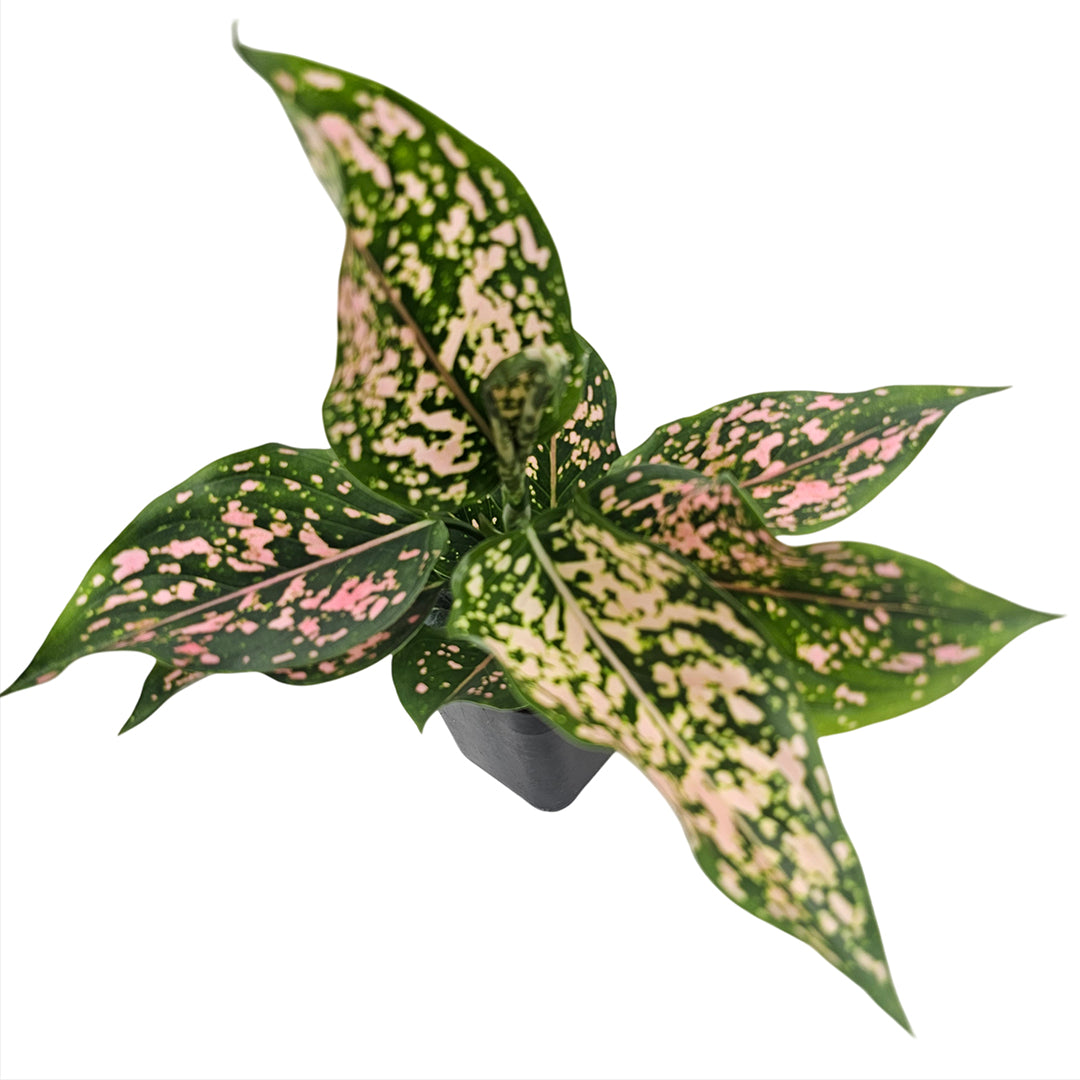 The Plantor