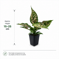 The Plantor