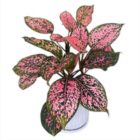 The Plantor