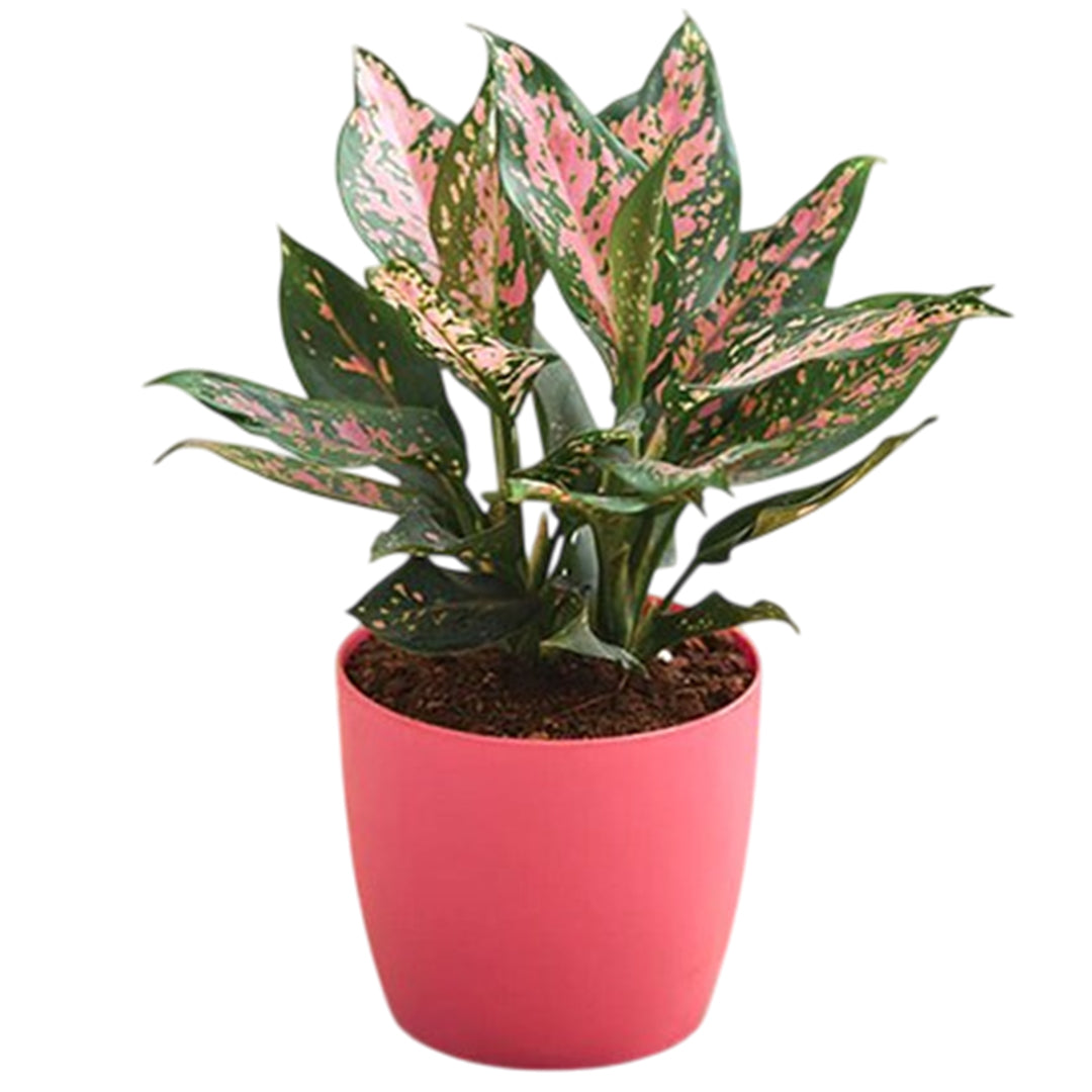 The Plantor