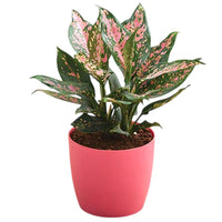 The Plantor