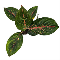 The Plantor