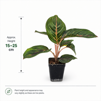 The Plantor