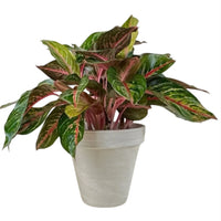 The Plantor