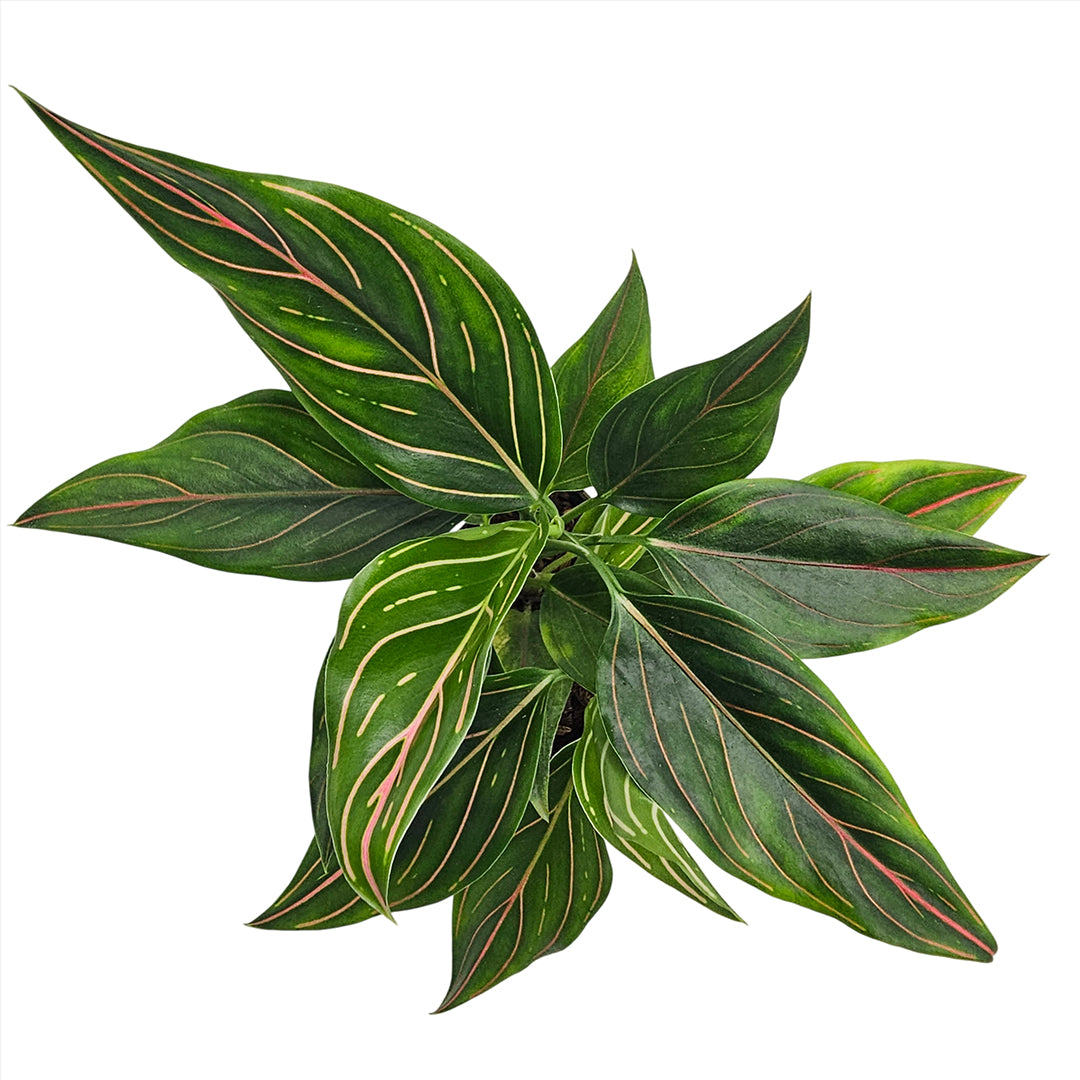 The Plantor