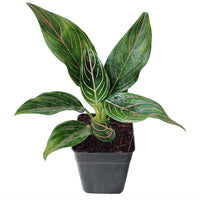 The Plantor