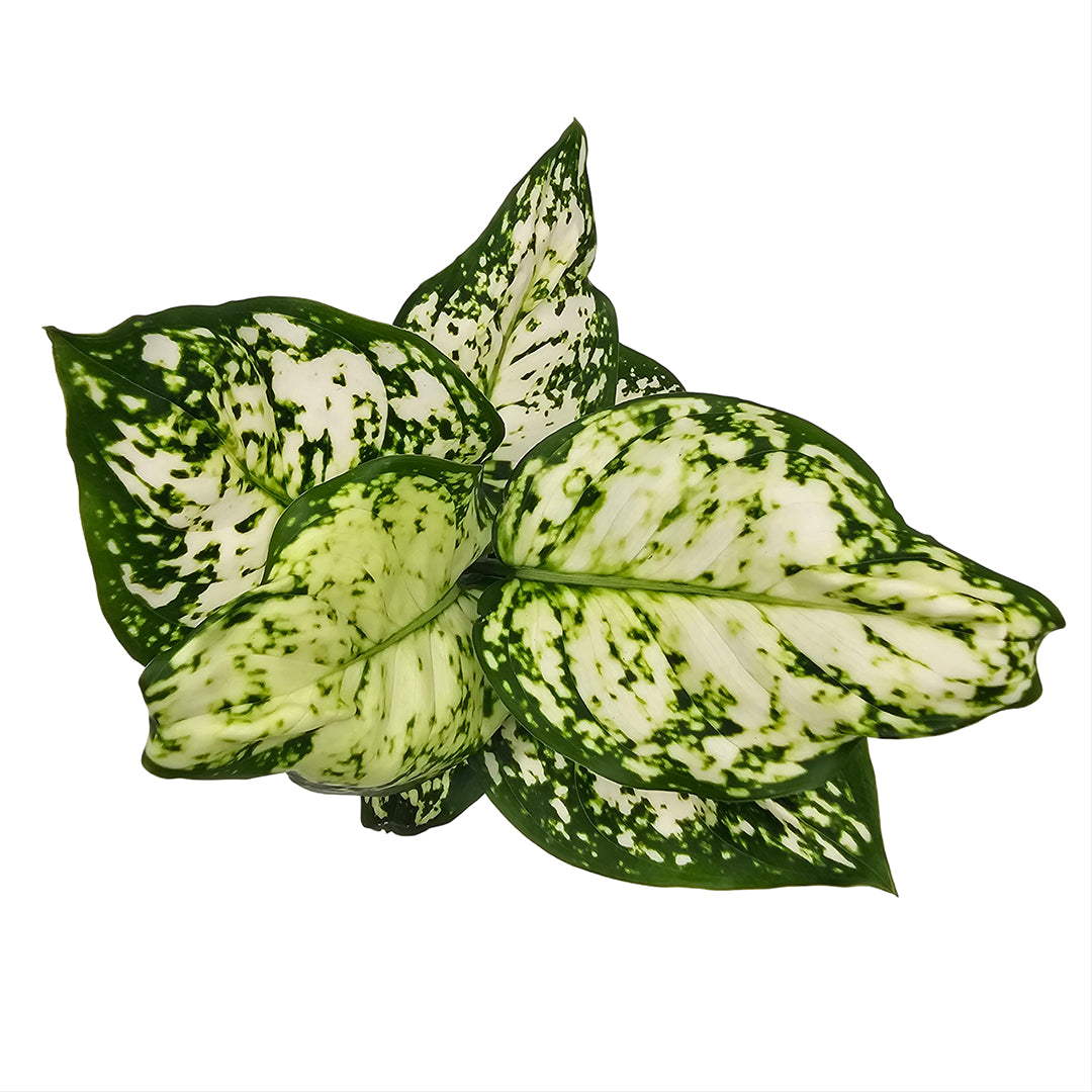 The Plantor
