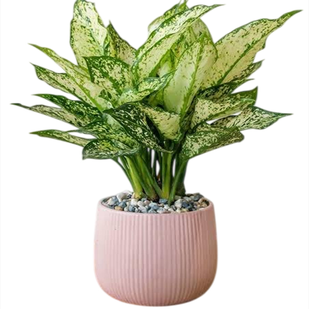 The Plantor