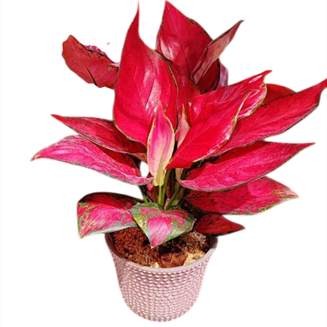 The Plantor