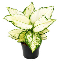 The Plantor