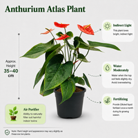 The Plantor