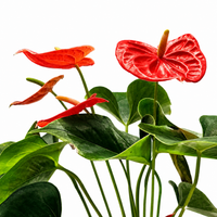 The Plantor