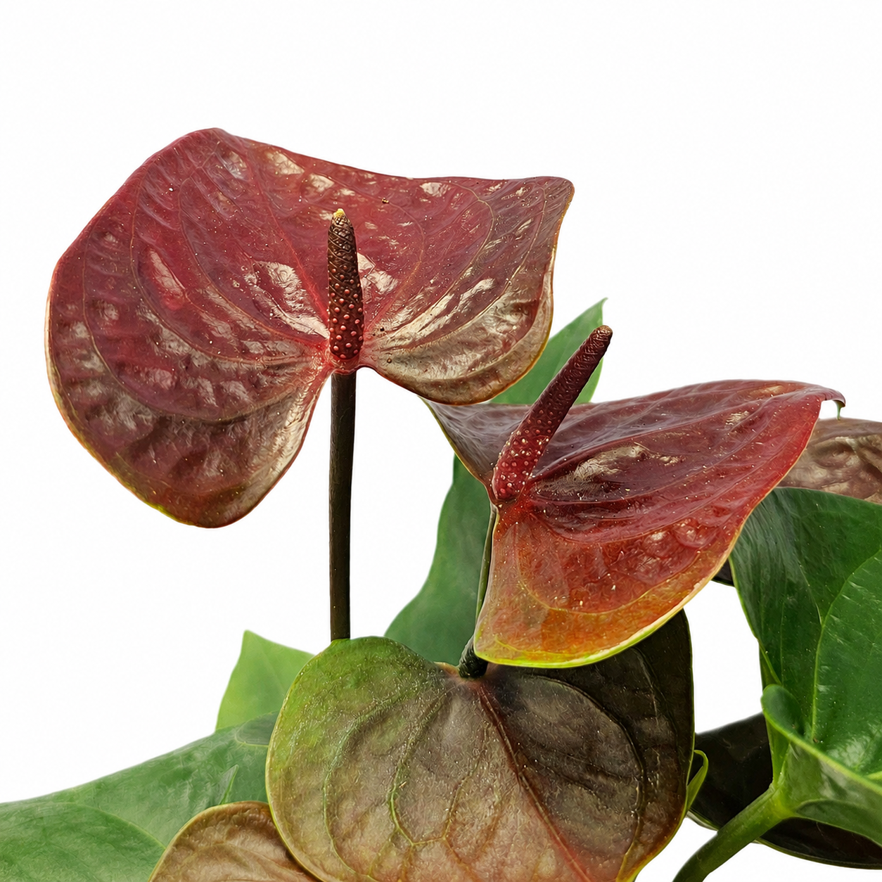 The Plantor
