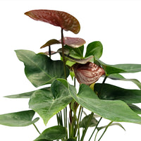 The Plantor