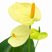 The Plantor
