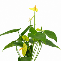 The Plantor