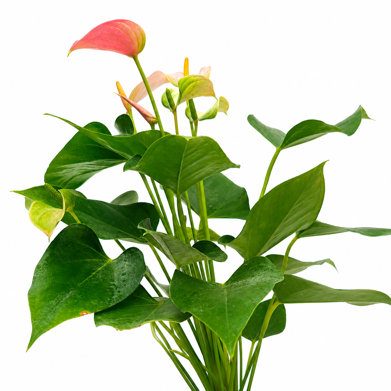 The Plantor