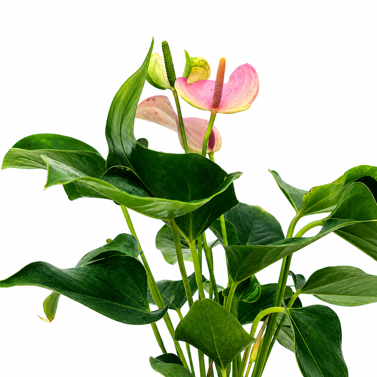 The Plantor