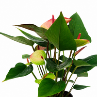 The Plantor
