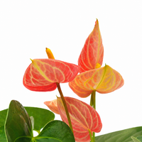 The Plantor