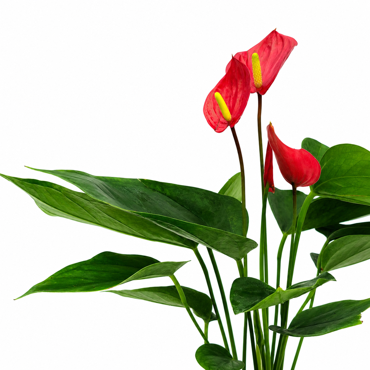 The Plantor