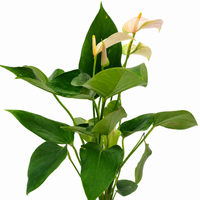 The Plantor