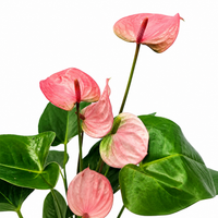 The Plantor
