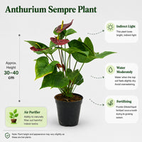 The Plantor