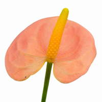 The Plantor