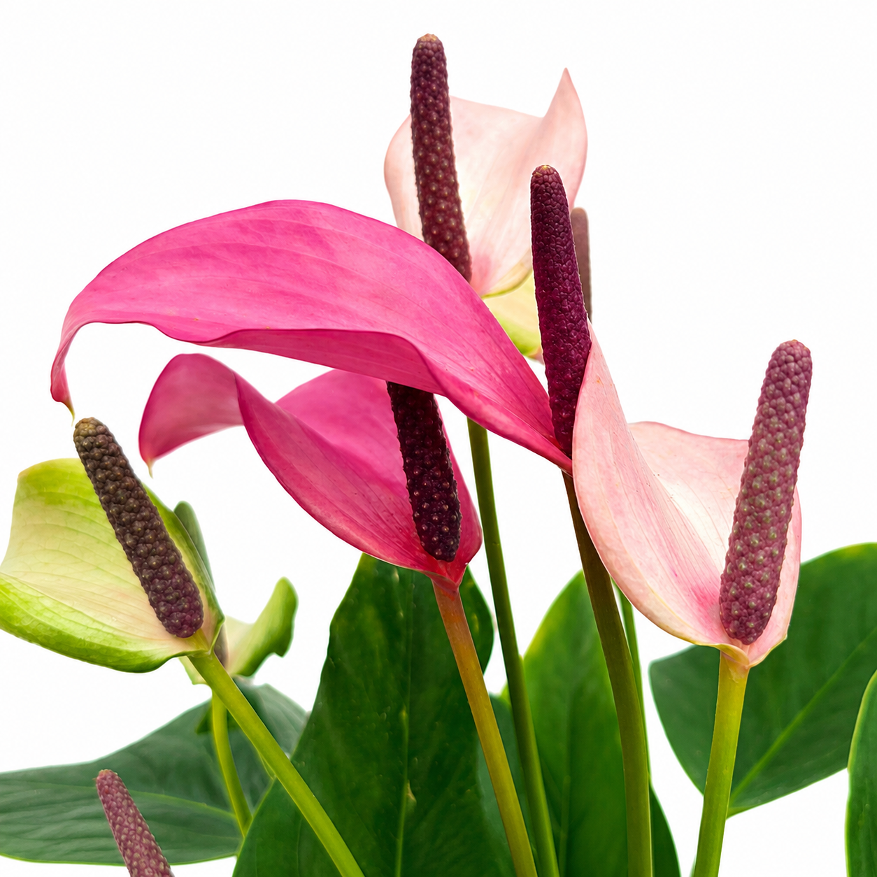 The Plantor