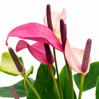The Plantor