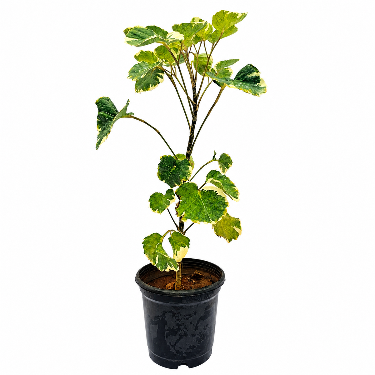 The Plantor