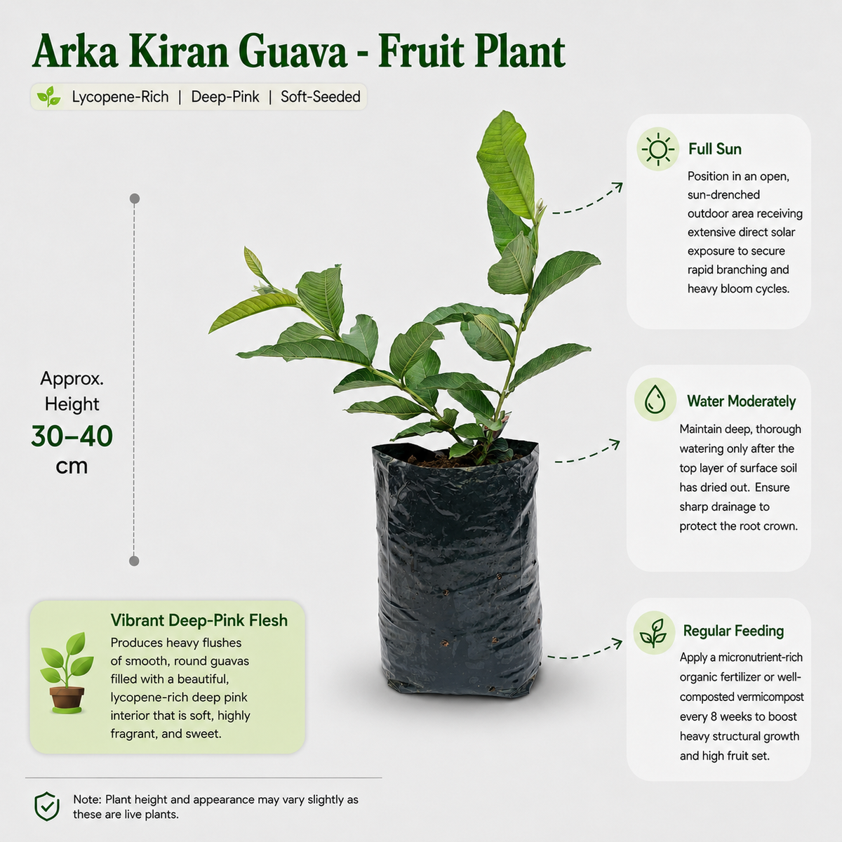 The Plantor