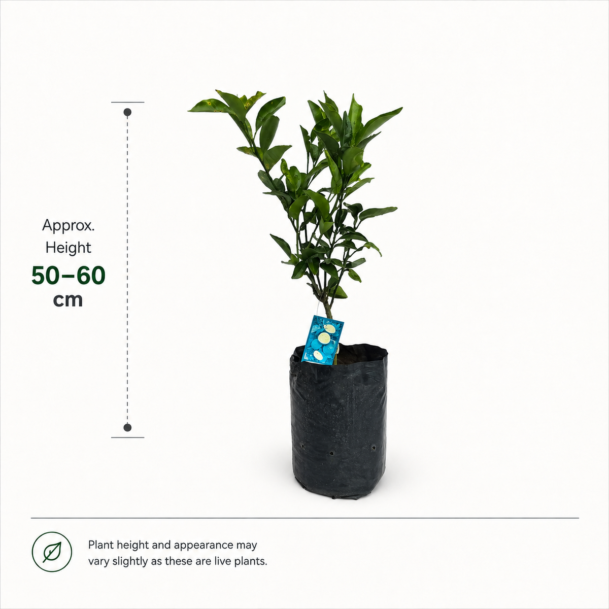 The Plantor