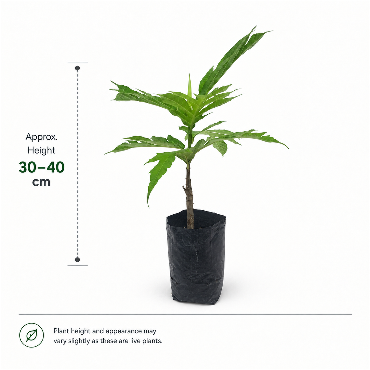 The Plantor